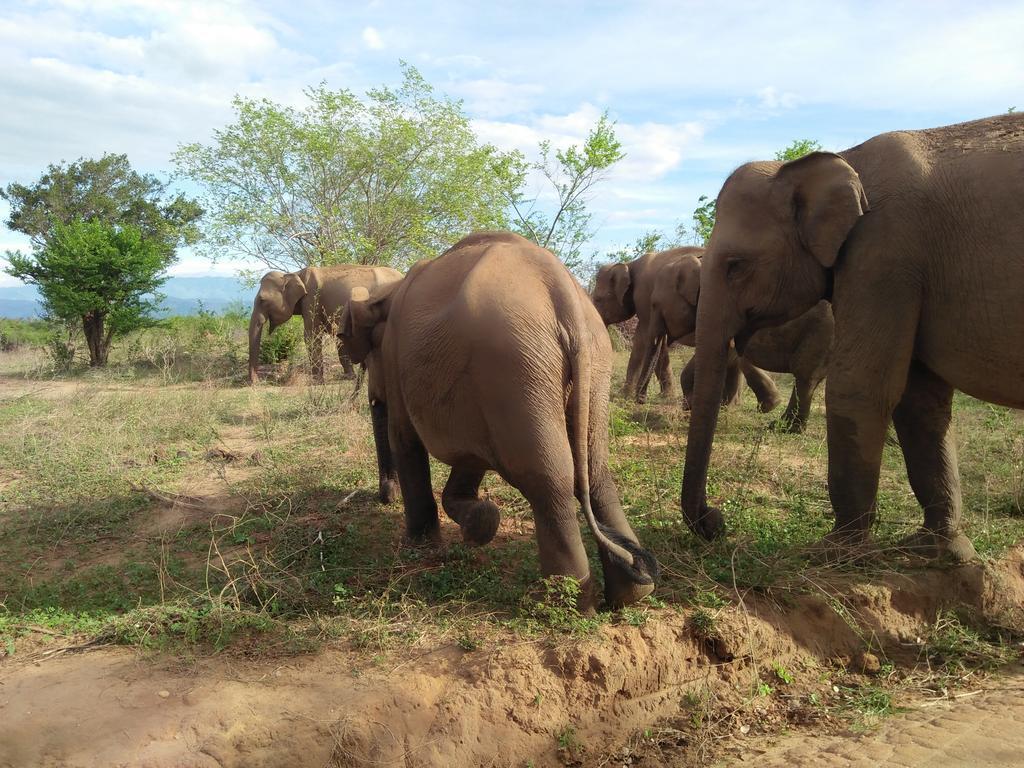 Brookline Safari Resort Udawalawe Εξωτερικό φωτογραφία