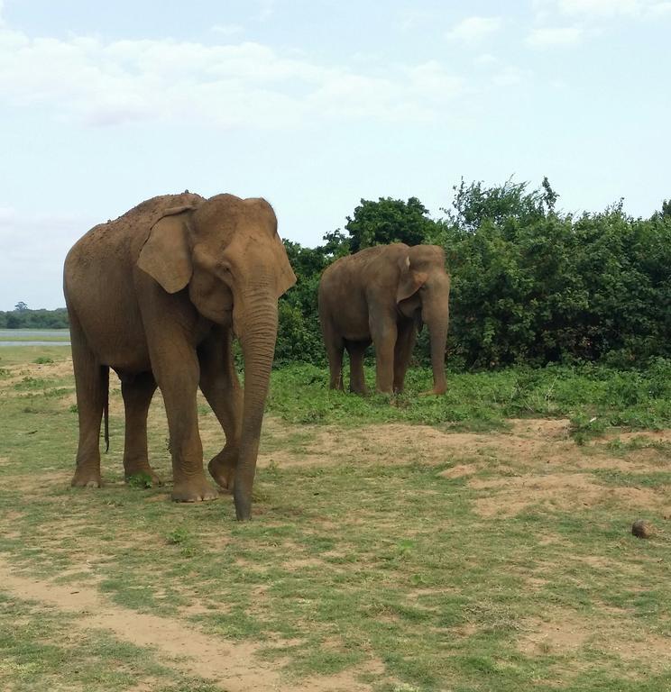 Brookline Safari Resort Udawalawe Εξωτερικό φωτογραφία